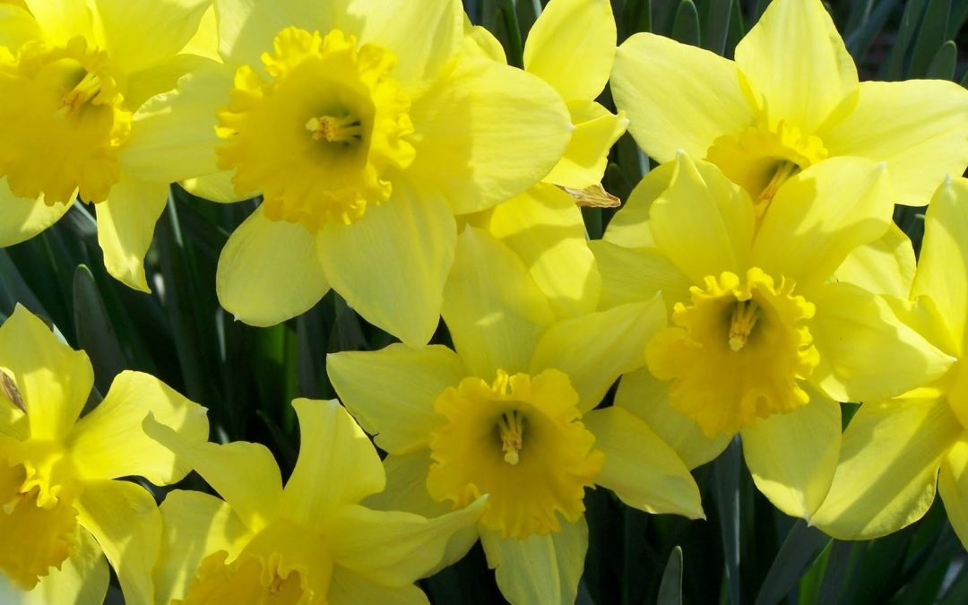 What can I do during Lock-down for Easter?